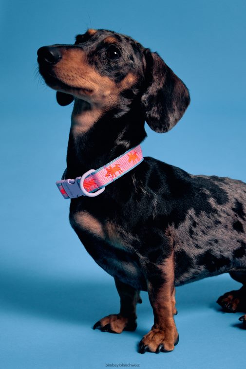 Bimba Y Lola Haustierhalsband mit Logo Rosa Zubehör T04ZZ964