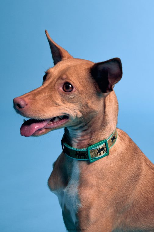 Bimba Y Lola Haustierhalsband mit Logo khaki Zubehör T04ZZ968